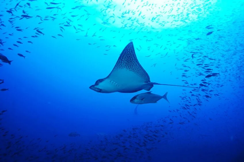 Mergulho em Galápagos