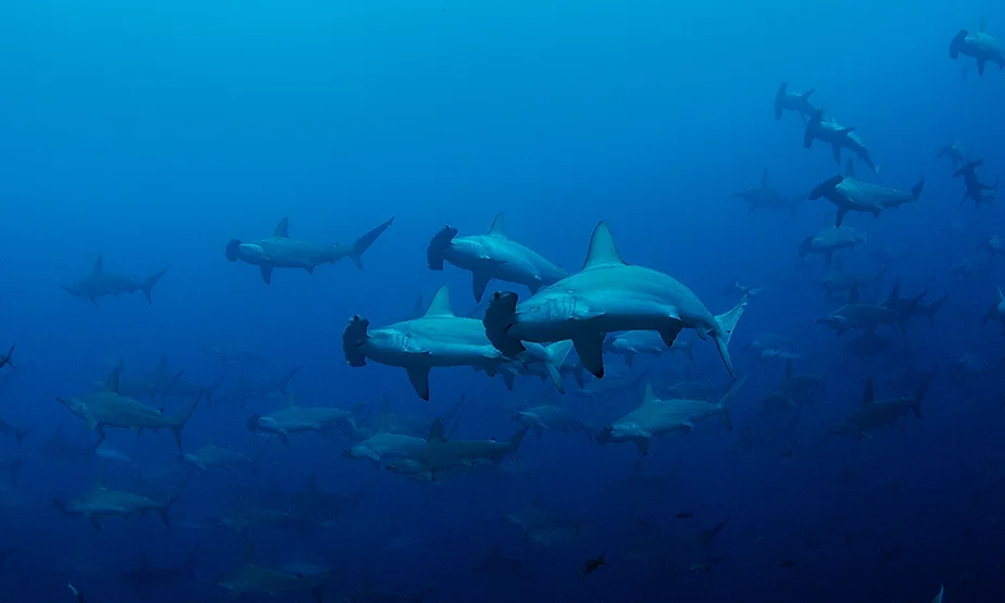 Mergulho em Galápagos