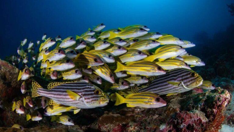Maldivas cardume