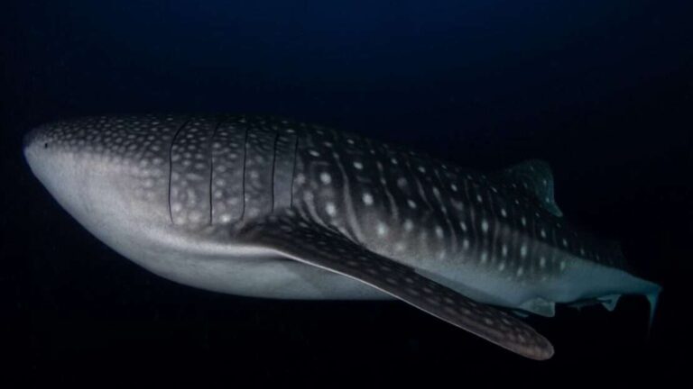 WhatsApp Image 2025-08-07 at 19.21.25 (2)